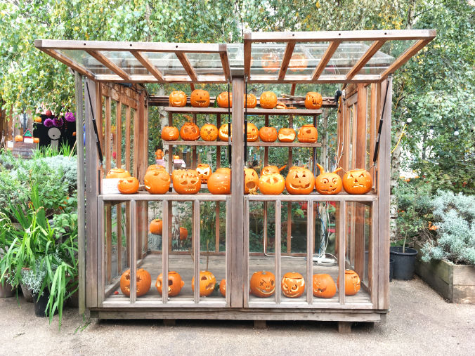 pumpkin-shed